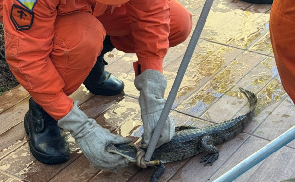bombeiros-realizam-captura-segura-de-jacare-encontrado-em-piscina-residencial-em-gurupi
