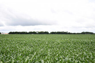 governo-do-tocantins-alerta-que-o-plantio-da-soja-de-sequeiro-entra-na-reta-final-e-se-encerra-em-15-de-janeiro