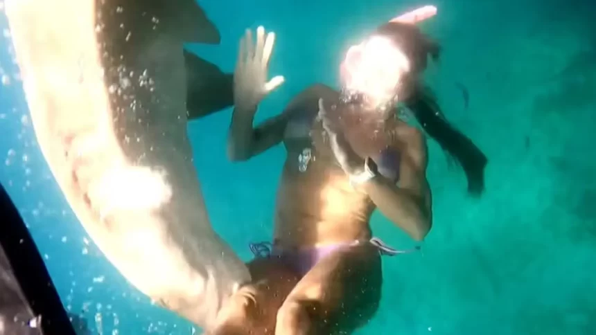 video-mostra-mordida-de-tubarao-em-turista-em-fernando-de-noronha