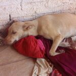 atropelada-em-guarai,-cadela-de-rua-perde-movimentos-e-precisa-de-cirurgias:-‘se-arrasta-o-dia-todo’