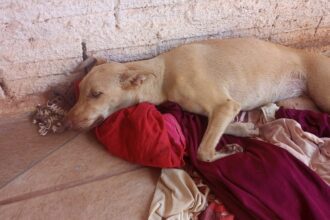 atropelada-em-guarai,-cadela-de-rua-perde-movimentos-e-precisa-de-cirurgias:-‘se-arrasta-o-dia-todo’