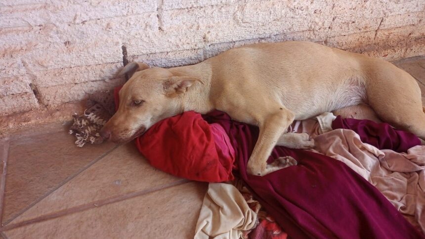 atropelada-em-guarai,-cadela-de-rua-perde-movimentos-e-precisa-de-cirurgias:-‘se-arrasta-o-dia-todo’