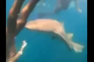 surfista-e-mordida-por-tubarao-durante-mergulho-em-fernando-de-noronha