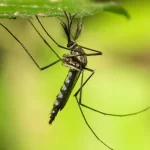 europa-bate-recorde-de-doencas-transmitidas-por-mosquitos