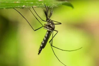 europa-bate-recorde-de-doencas-transmitidas-por-mosquitos