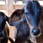 tocantins-supera-meta-e-vacina-mais-de-350-mil-bezerras-contra-a-brucelose