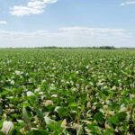 governo-do-tocantins-alerta-produtores-de-soja-sobre-prazo-para-cadastro-de-areas-cultivadas