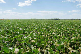 governo-do-tocantins-alerta-produtores-de-soja-sobre-prazo-para-cadastro-de-areas-cultivadas