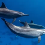 coisas-surpreendentes-sobre-golfinhos-que-pouca-gente-sabe