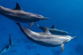 coisas-surpreendentes-sobre-golfinhos-que-pouca-gente-sabe