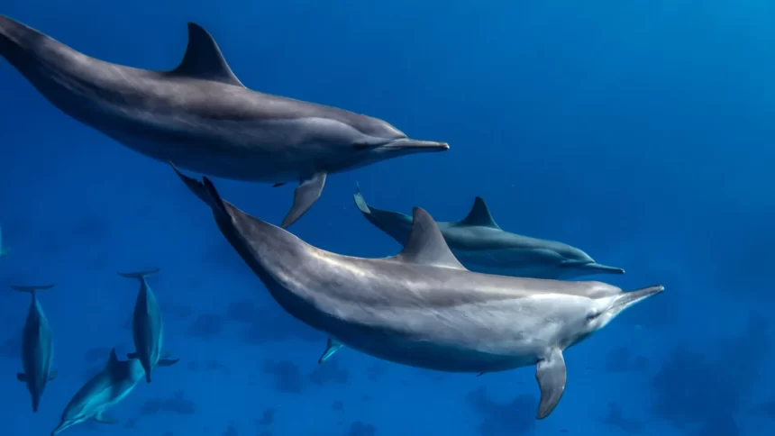 coisas-surpreendentes-sobre-golfinhos-que-pouca-gente-sabe