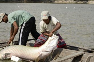 pesquisa-inedita-com-genoma-protege-especies-de-peixes-da-amazonia