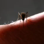 mosquitos-da-mata-atlantica-preferem-sangue-humano,-diz-estudo