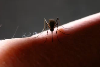 mosquitos-da-mata-atlantica-preferem-sangue-humano,-diz-estudo