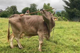 veronika,-a-vaca-que-usa-uma-vassoura-para-se-cocar.-nao-acredita?-veja