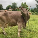 veronika,-a-vaca-que-usa-uma-vassoura-para-se-cocar.-nao-acredita?-veja