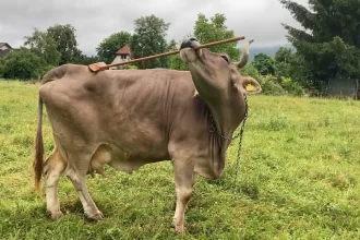 veronika,-a-vaca-que-usa-uma-vassoura-para-se-cocar.-nao-acredita?-veja