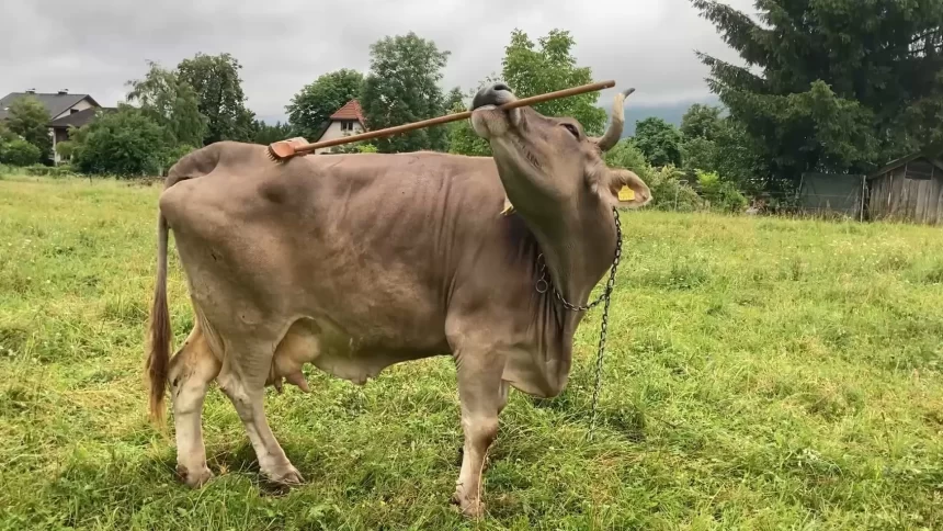 veronika,-a-vaca-que-usa-uma-vassoura-para-se-cocar.-nao-acredita?-veja