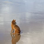 turista-e-encontrada-morta-em-praia-cercada-por-caes:-“cena-horrivel”