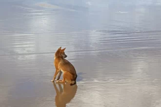 turista-e-encontrada-morta-em-praia-cercada-por-caes:-“cena-horrivel”
