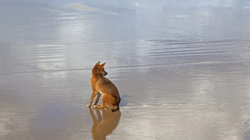 turista-e-encontrada-morta-em-praia-cercada-por-caes:-“cena-horrivel”