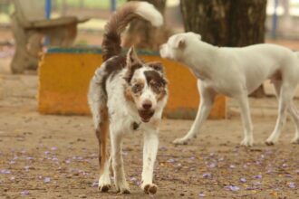 mais-de-300-pets-estarao-disponiveis-para-adocao-em-evento-em-sp