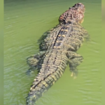 jacare-gigante-ganha-nome-e-fama-de-‘estimacao’-por-pescador-em-ilha-no-to