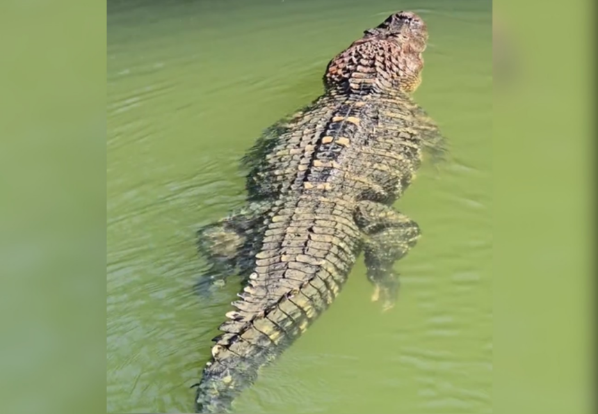 jacare-gigante-ganha-nome-e-fama-de-‘estimacao’-por-pescador-em-ilha-no-to