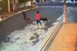 crianca-tem-o-couro-cabeludo-arrancado-ao-ser-atacada-por-pit-bull