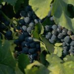 documentario-sobre-cultura-vinicola-no-pais-tem-exibicao-na-tv-brasil