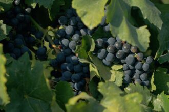 documentario-sobre-cultura-vinicola-no-pais-tem-exibicao-na-tv-brasil