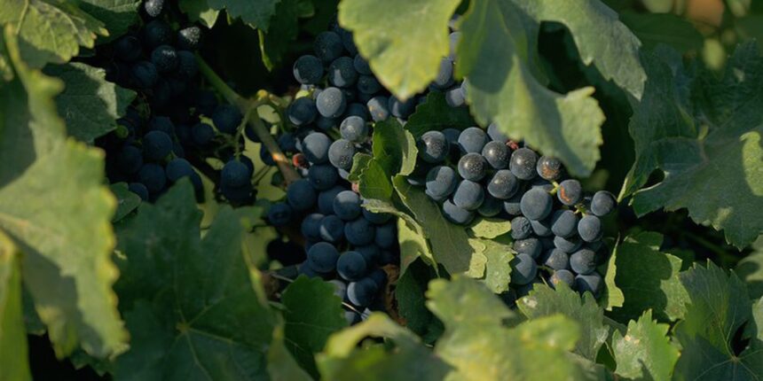 documentario-sobre-cultura-vinicola-no-pais-tem-exibicao-na-tv-brasil