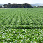 adapec-orienta-produtores-sobre-o-prazo-da-janela-de-plantio-do-algodao-segunda-safra,-que-segue-aberta-ate-15-de-marco