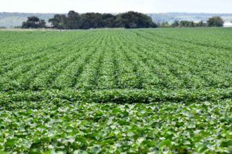 adapec-orienta-produtores-sobre-o-prazo-da-janela-de-plantio-do-algodao-segunda-safra,-que-segue-aberta-ate-15-de-marco