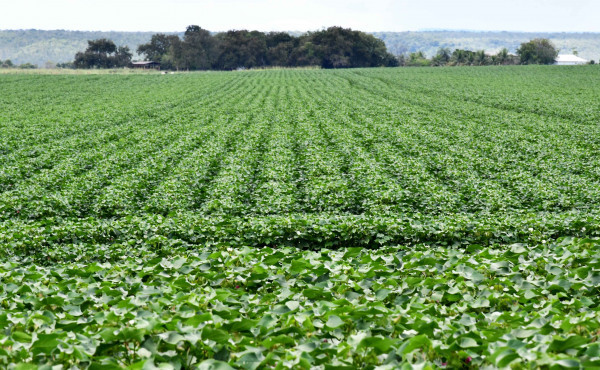 adapec-orienta-produtores-sobre-o-prazo-da-janela-de-plantio-do-algodao-segunda-safra,-que-segue-aberta-ate-15-de-marco