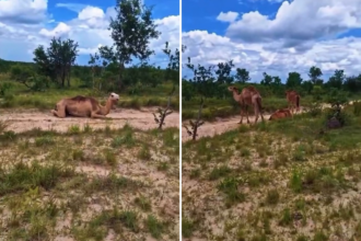 camelos-em-fazenda-do-jalapao-que-encantaram-a-web-eram-usados-para-passeios-turisticos-no-rio-grande-do-norte