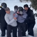 turista-e-atacada-por-leopardo-das-neves-em-parque-da-china;-veja