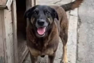 justica-ordena-que-redes-excluam-informacoes-sobre-adolescentes-suspeitos-de-matar-cao-orelha