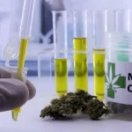 aval-da-anvisa-ao-cultivo-da-cannabis-e-marco-contra-a-repressao-a-pacientes,-dizem-associacoes