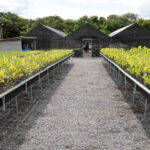 governo-do-tocantins-distribui-cerca-de-17-mil-mudas-do-cerrado-para-recuperar-areas-de-preservacao-permanentes-nas-bacias-hidrograficas