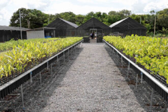 governo-do-tocantins-distribui-cerca-de-17-mil-mudas-do-cerrado-para-recuperar-areas-de-preservacao-permanentes-nas-bacias-hidrograficas