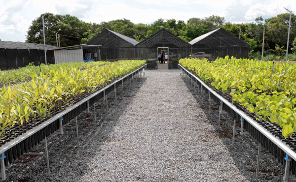 governo-do-tocantins-distribui-cerca-de-17-mil-mudas-do-cerrado-para-recuperar-areas-de-preservacao-permanentes-nas-bacias-hidrograficas