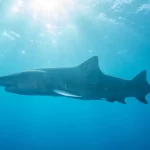 tubarao-cabeca-chata-de-mais-de-3-metros-foi-responsavel-por-ataque-a-adolescente-em-olinda-(pe)