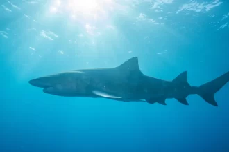 tubarao-cabeca-chata-de-mais-de-3-metros-foi-responsavel-por-ataque-a-adolescente-em-olinda-(pe)