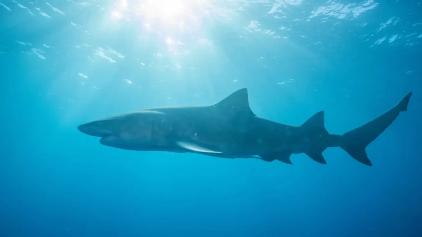 tubarao-cabeca-chata-de-mais-de-3-metros-foi-responsavel-por-ataque-a-adolescente-em-olinda-(pe)