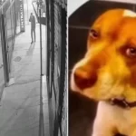 cachorro-comunitario-e-morto-com-dez-tiros-em-sao-paulo,-em-mais-um-caso-contra-animais-no-pais