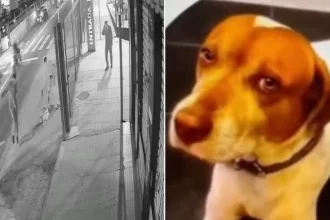 cachorro-comunitario-e-morto-com-dez-tiros-em-sao-paulo,-em-mais-um-caso-contra-animais-no-pais