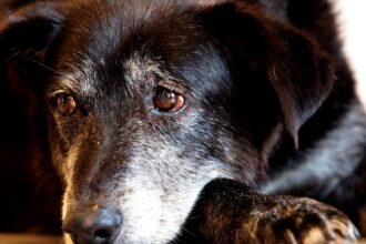 justica-condena-lojista-a-5-anos-de-reclusao-por-maus-tratos-a-caes