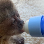 mpto-recorre-de-sentenca-em-caso-de-trafico-de-animais-silvestres-e-pede-aumento-das-condenacoes