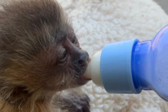 mpto-recorre-de-sentenca-em-caso-de-trafico-de-animais-silvestres-e-pede-aumento-das-condenacoes